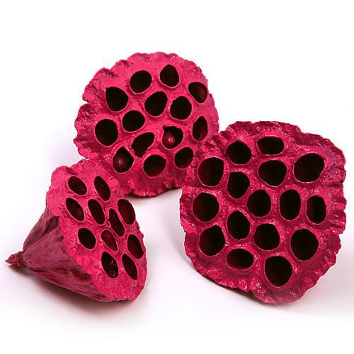Lotos fuksja malowany średnica 6-8 cm 6 szt./op.