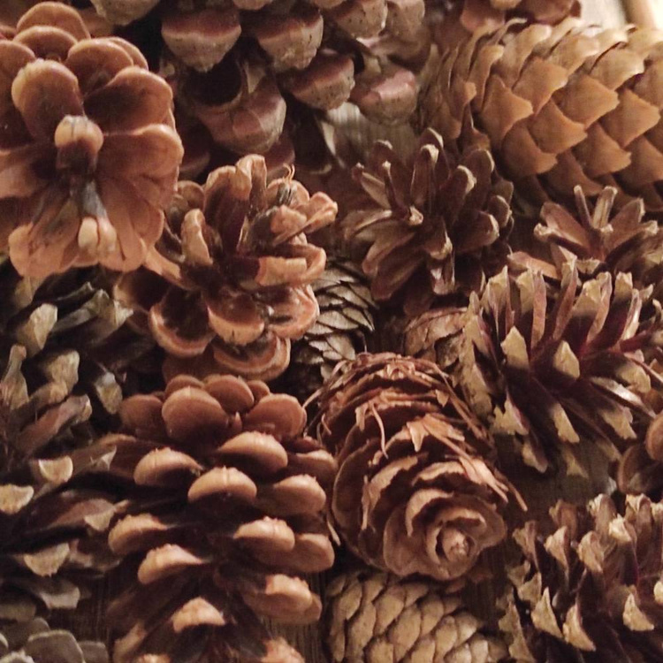 Szyszki naturalne mix gatunków 35–40 szt. do dekoracji świątecznych i zimowych DIY