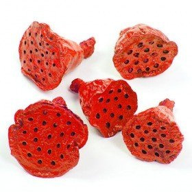 Lotos mini jasnoczerwony 12 szt./op.