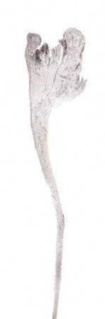 Suszony korzeń do kompozycji Natraj bielony  40-50 cm