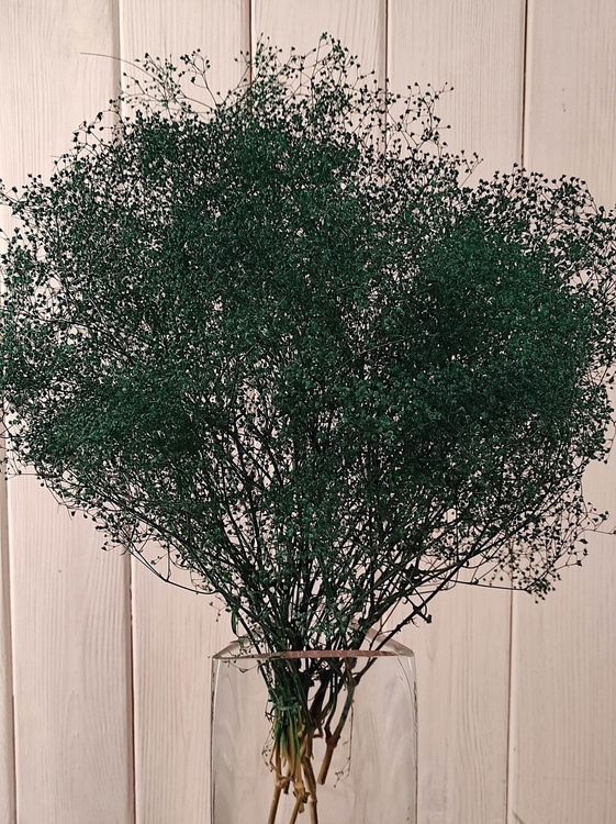 Rośliny do bukietu Gipsówka pęczek ZIELONE ok 30 cm
