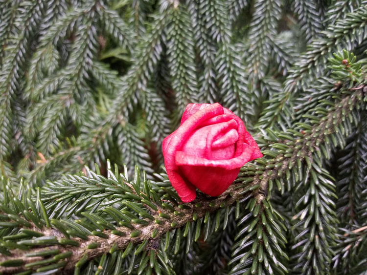 Kwiaty shola naturalne 60 szt. (2–6 cm) – kolekcja GrandDeco