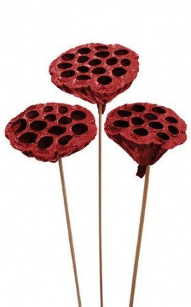Lotos na piku malowany średnica 6-8 cm 6 szt./ op. bordo