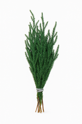 Ozdoby na święta Widłak preparowany zielony wiązka 20 cm