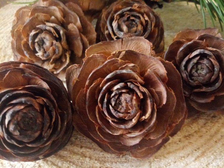 Główki róż z szyszki cedrowej 12 szt. – naturalne dekoracje 3–5 cm, symbolika, pomysły, porady