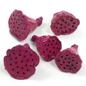 Lotos mini lakier fuksja 12 szt./op.