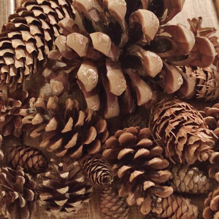 Szyszki naturalne mix gatunków 35–40 szt. do dekoracji świątecznych i zimowych DIY