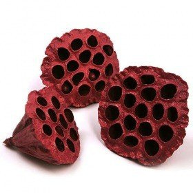 Lotos bordowy malowany średnica 6-8 cm 6 szt./op.