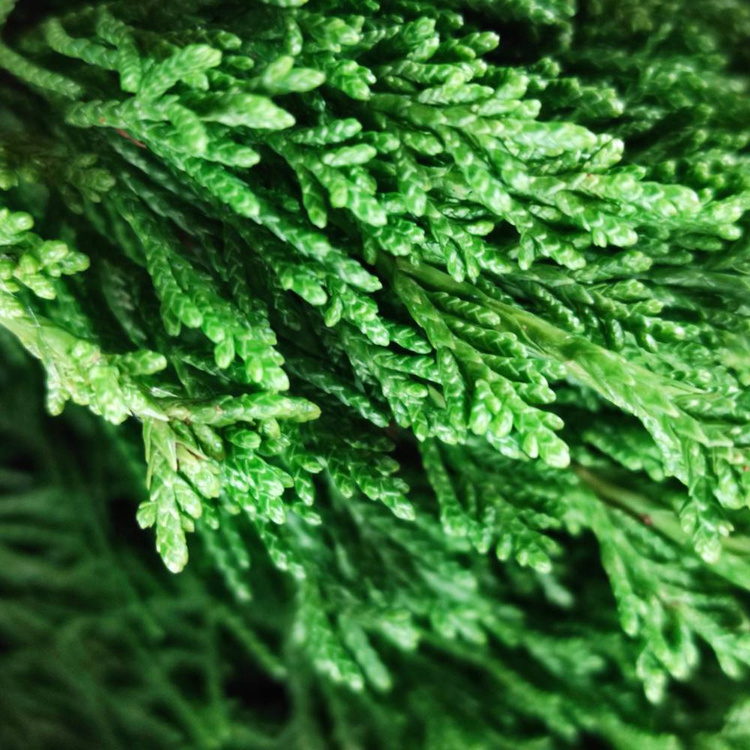 Gąbka do dekoracji, zieleń cięta, zestaw do samodzielnego ułożenia DIY