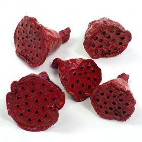 Lotos mini lakier bordo 12 szt./op.