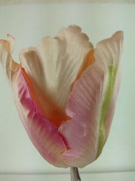 Tulipan główki strzepione 8 cm 6 szt różowe