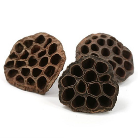 Lotos suszona roślina 6–8 cm – 6 szt. w opakowaniu