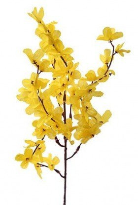 Forsycja  52 cm