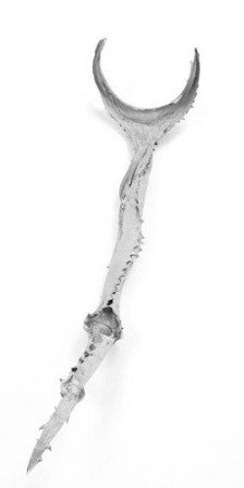 Aloes srebrny ok 40 cm