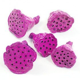 Lotos mini lakier różowy 12 szt./op.