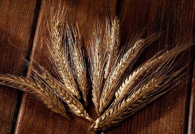 Kłosy zboża dekoracyjne złocone 10 cm 12 szt / suszone rośliny do kompozycji