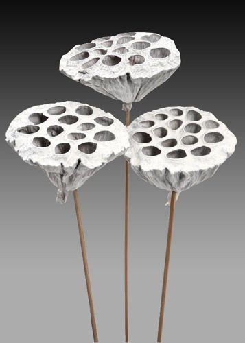 Lotos na piku srebrny średnica 6-8 cm 6 szt./ op. 