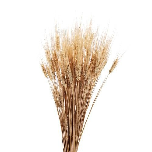 Zboże suszone owies dekoracyjne naturalne 60-70 cm 24 szt/op