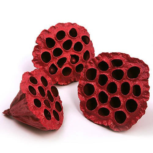 Lotos czerwony malowany średnica 6-8 cm 6 szt./op.