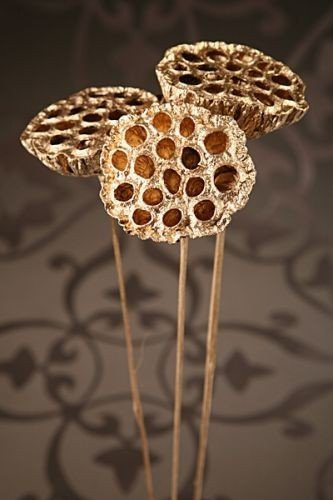 Kwiaty do wazonu Lotos złoty na piku 6 szt./ op.