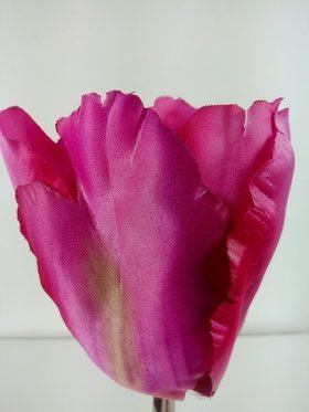 Tulipan główki strzepione 8 cm 6 szt purpura